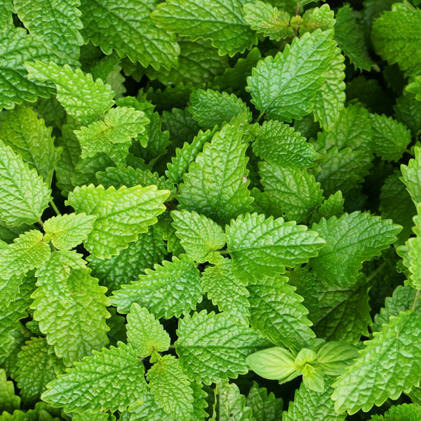 Hoja de Melisa