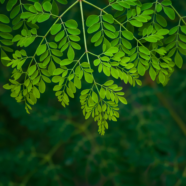 Moringa