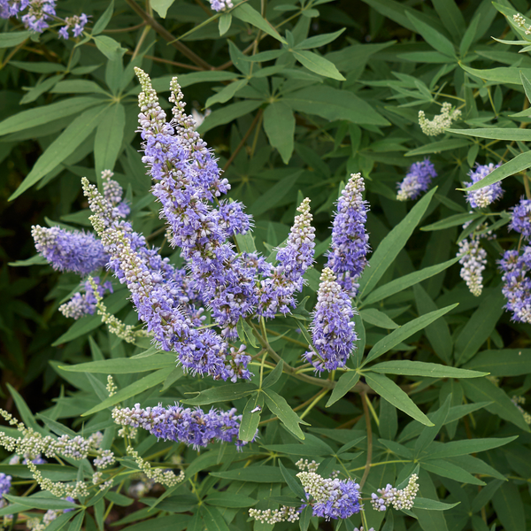 Vitex